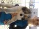 Great Pyrenees Puppies for sale in Salem, AL 36874, USA. price: NA