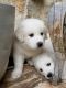 Great Pyrenees Puppies for sale in Highland Village, TX, USA. price: NA