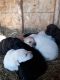 Great Pyrenees Puppies for sale in Pepin, WI 54759, USA. price: NA
