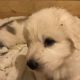Great Pyrenees Puppies for sale in Menomonie, WI 54751, USA. price: $800