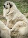 Great Pyrenees Puppies for sale in Ezel, KY 41425, USA. price: NA