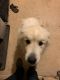 Great Pyrenees Puppies for sale in Castle Rock, CO 80108, USA. price: NA