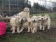 Great Pyrenees Puppies for sale in Salem, OR, USA. price: $600