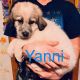 Great Pyrenees Puppies for sale in Alexandria, MN 56308, USA. price: $500