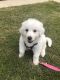 Great Pyrenees Puppies for sale in Lake Dallas, TX 75065, USA. price: NA