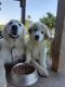 Great Pyrenees Puppies for sale in 29134 Riley Rd, Waller, TX 77484, USA. price: NA