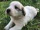 Great Pyrenees Puppies for sale in Aitkin, MN 56431, USA. price: $500