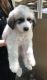 Great Pyrenees Puppies for sale in Iraan, TX 79744, USA. price: NA