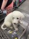 Great Pyrenees Puppies for sale in DeSoto, TX 75115, USA. price: $400