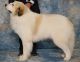 Great Pyrenees Puppies for sale in Seneca, SC, USA. price: $2,000