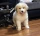 Great Pyrenees Puppies for sale in Springfield, MO 65803, USA. price: NA