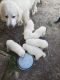Great Pyrenees Puppies for sale in Terrell, TX, USA. price: NA