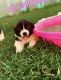 Great Pyrenees Puppies for sale in Valley Center, KS, USA. price: $600