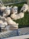 Great Pyrenees Puppies for sale in Trenton, OH, USA. price: $400