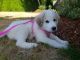 Great Pyrenees Puppies for sale in Olympia, WA 98502, USA. price: NA
