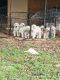 Great Pyrenees Puppies for sale in Watertown, TN 37184, USA. price: NA