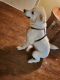 Great Pyrenees Puppies for sale in Wichita Falls, TX, USA. price: NA