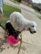 Great Pyrenees Puppies for sale in Oklahoma City, OK, USA. price: $600