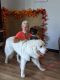 Great Pyrenees Puppies for sale in New Port Richey, FL, USA. price: NA