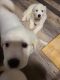 Great Pyrenees Puppies for sale in 12407 Pinestraw Rd, Rhome, TX 76078, USA. price: NA
