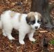 Great Pyrenees Puppies for sale in Port Orchard, WA, USA. price: NA