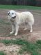Great Pyrenees Puppies for sale in Loudon, TN 37774, USA. price: $200