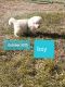 Great Pyrenees Puppies for sale in Wendell, ID 83355, USA. price: NA