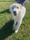 Great Pyrenees Puppies for sale in Benson, NC 27504, USA. price: NA