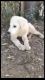 Great Pyrenees Puppies for sale in El Cajon, CA 92019, USA. price: NA