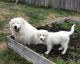 Great Pyrenees Puppies for sale in Riverside, CA, USA. price: $2,000
