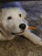 Great Pyrenees Puppies for sale in Lima, OH, USA. price: NA