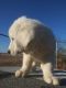 Great Pyrenees Puppies for sale in Lincoln, CA, USA. price: $600