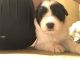 Great Pyrenees Puppies for sale in Las Vegas, NV, USA. price: NA