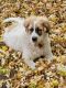 Great Pyrenees Puppies for sale in Apple Valley, MN 55124, USA. price: NA