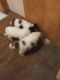 Great Pyrenees Puppies for sale in Malott, WA 98840, USA. price: NA