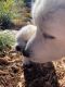 Great Pyrenees Puppies for sale in Arroyo Grande, CA 93420, USA. price: $600