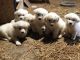 Great Pyrenees Puppies for sale in Skokie, IL 60077, USA. price: NA