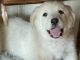 Great Pyrenees Puppies for sale in Raymer, CO 80742, USA. price: NA