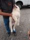 Great Pyrenees Puppies for sale in West Blocton, AL 35184, USA. price: NA