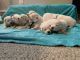 Great Pyrenees Puppies for sale in Ogden, UT, USA. price: $1,500