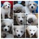 Great Pyrenees Puppies for sale in Centerville, SD 57014, USA. price: $700