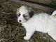 Great Pyrenees Puppies for sale in Sussex, NJ 07461, USA. price: $275