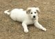 Great Pyrenees Puppies for sale in Denton, TX, USA. price: $1,500