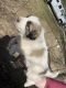 Great Pyrenees Puppies for sale in Jadwin, MO, USA. price: NA