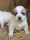 Great Pyrenees Puppies for sale in Lamont, WA 99017, USA. price: $500