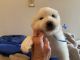 Great Pyrenees Puppies for sale in Williamstown, NJ 08094, USA. price: $1,200