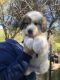 Great Pyrenees Puppies for sale in Redding, CA, USA. price: NA