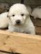 Great Pyrenees Puppies for sale in Selma, NC, USA. price: $400