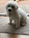 Great Pyrenees Puppies for sale in San Diego, CA, USA. price: NA