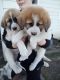 Great Pyrenees Puppies for sale in Goldendale, WA 98620, USA. price: $300